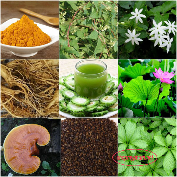 Thành phần Trà giảm cân Golean