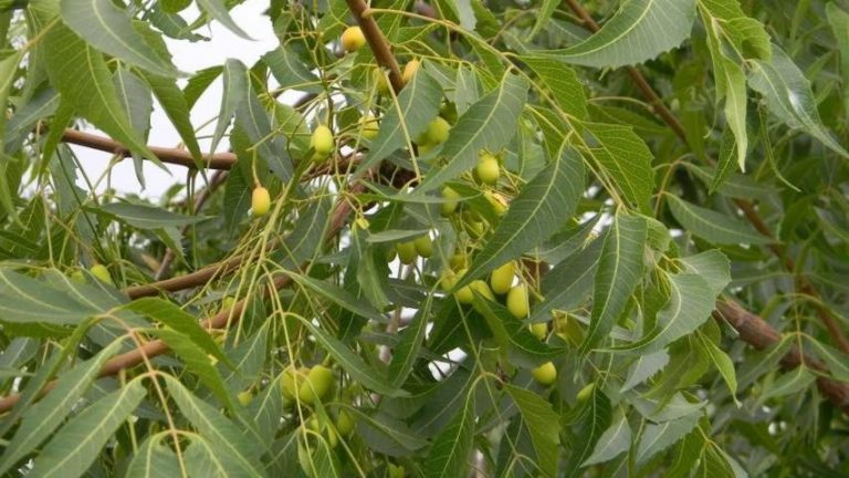 Các bộ phận của cây neem đều có thể chữa bệnh