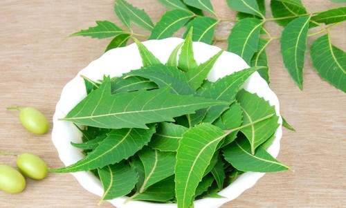 Cây lá neem là gì?