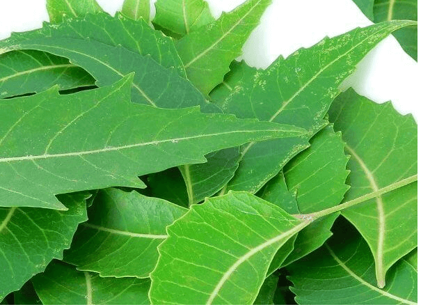 tác dụng của lá neem ấn độ