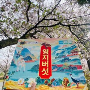 Nấm linh chi tiến vua